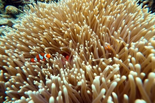 Snorkelen of duiken in de Great Barrier Reef