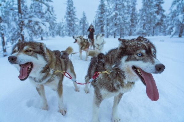 Huskytocht door de sneeuw