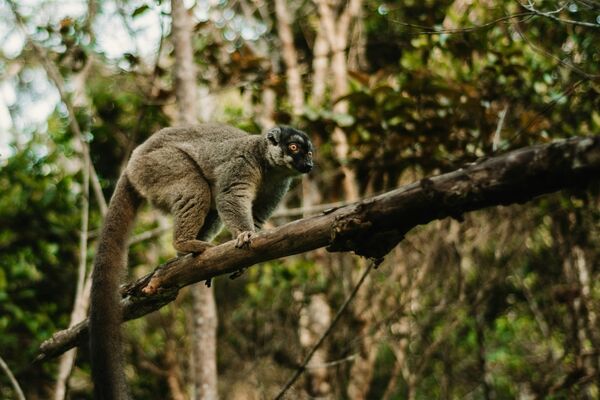 Madagaskar