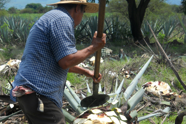 Bezoek een Agave plantage