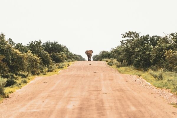 Safari in Etosha National Park