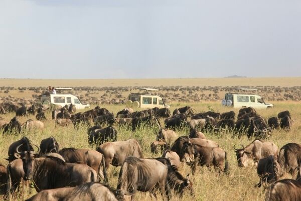 Safari in Serengeti National Park