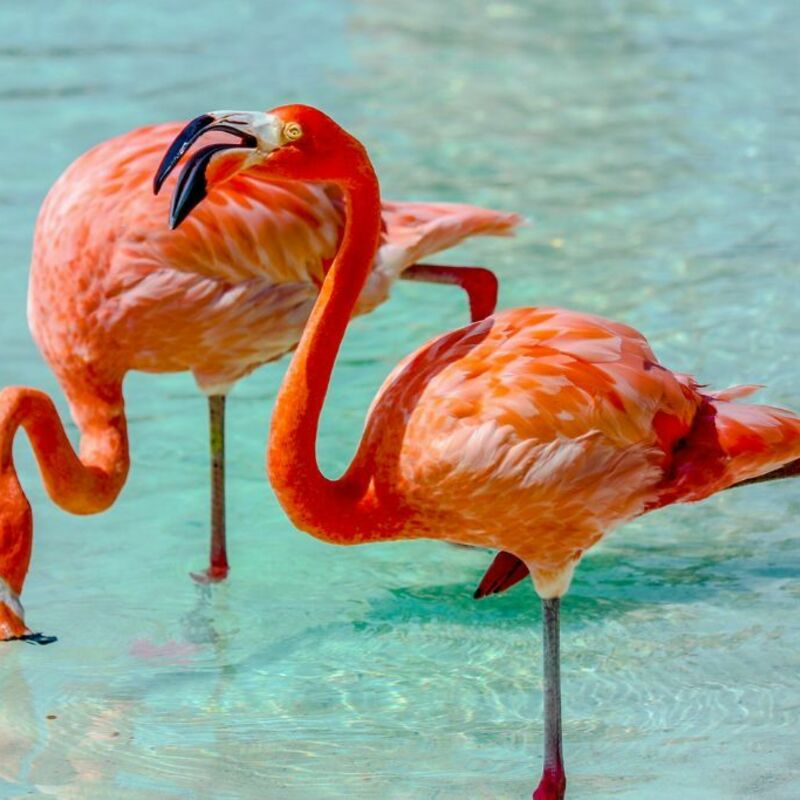 Aruba - Flamingo Beach