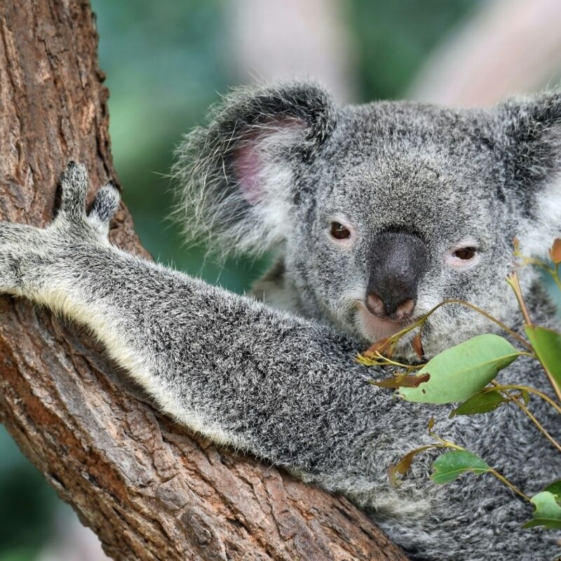 Australië - Koala Gardens (Kuranda)