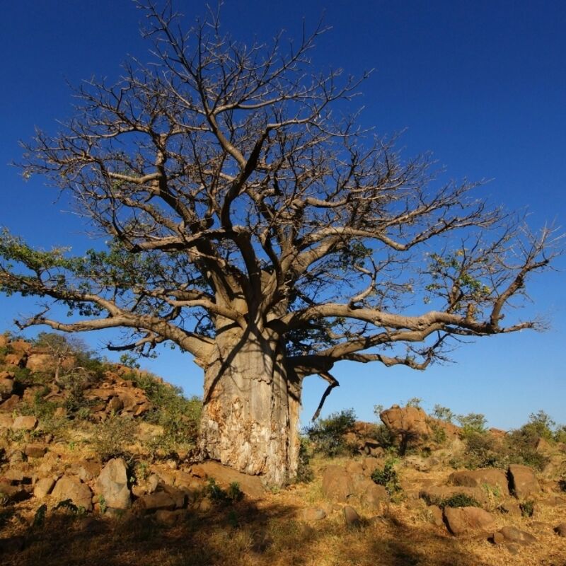 Botswana - Bobonong