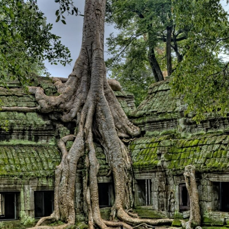 Cambodja - Angkor - Ta Prohm