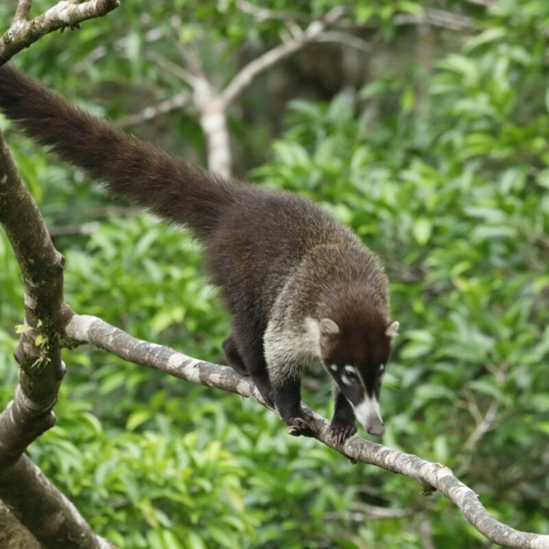 Costa Rica