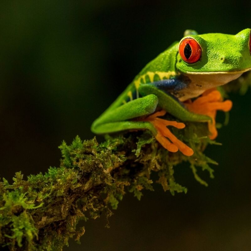 Costa Rica - Red Eyed Tree Frog