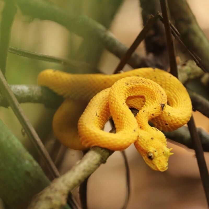 Costa Rica - Eyelash Pit Viper