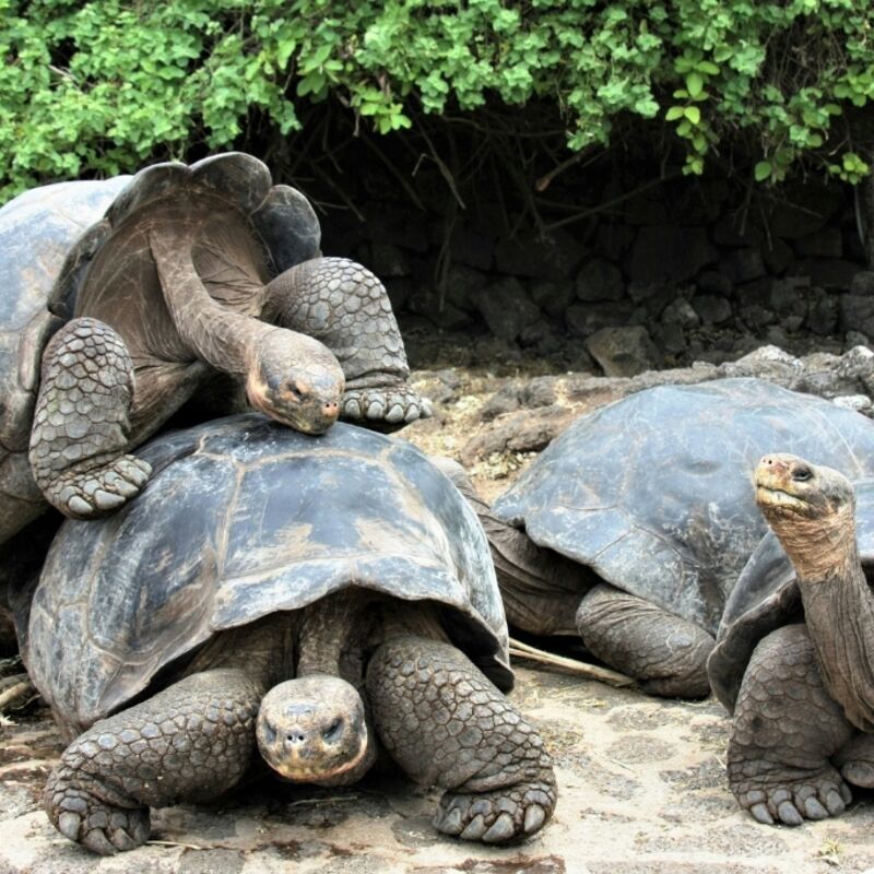 Ecuador - Galapagos