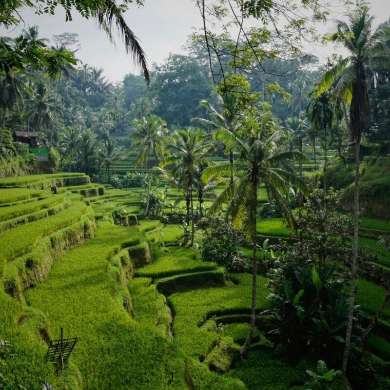 Indonesië - Bali - Tegallalang