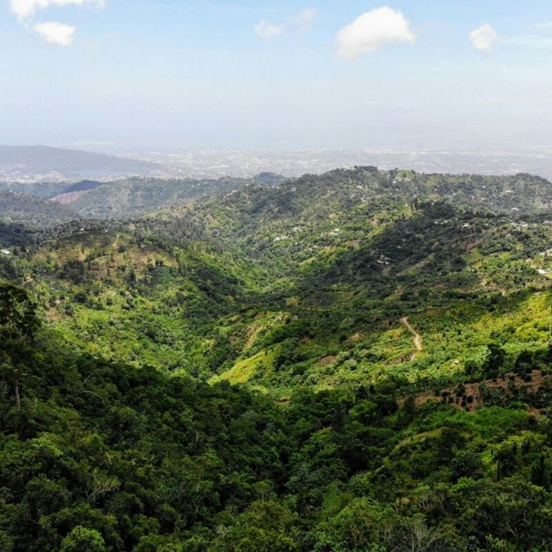 Jamaica - Blue Mountains