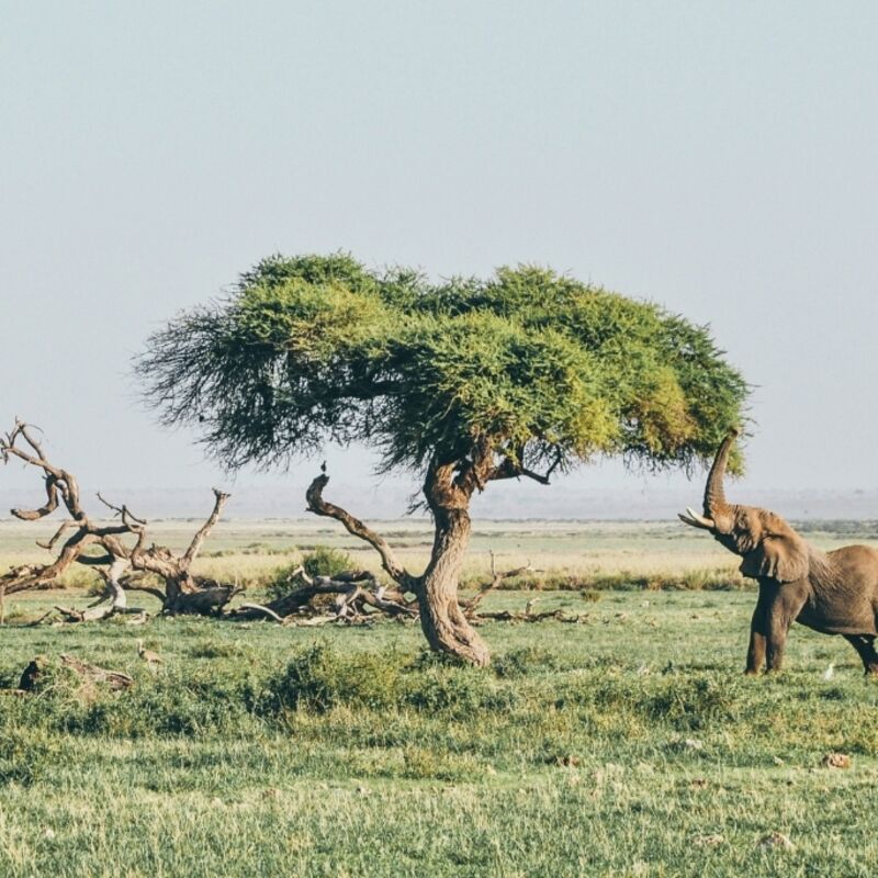 Kenia - Amboseli