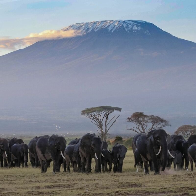 Kenia - Amboseli