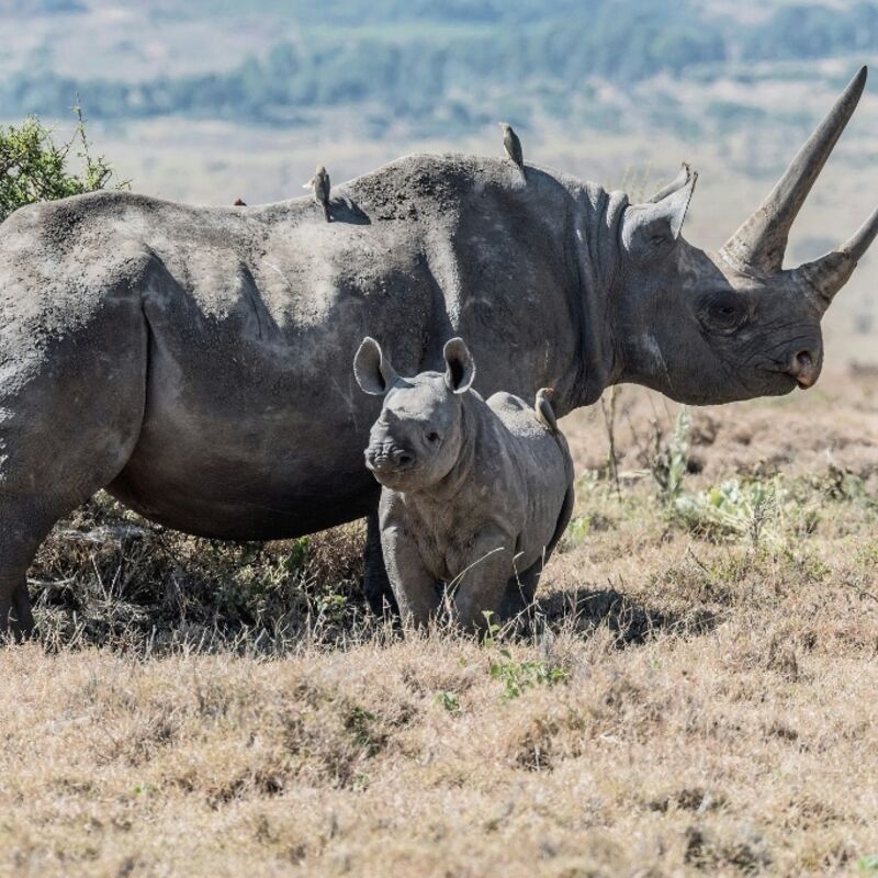 Kenia - Lewa Conservancy