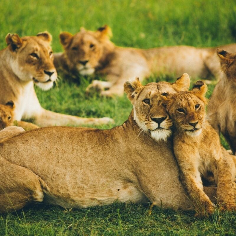 Kenia - Masai Mara