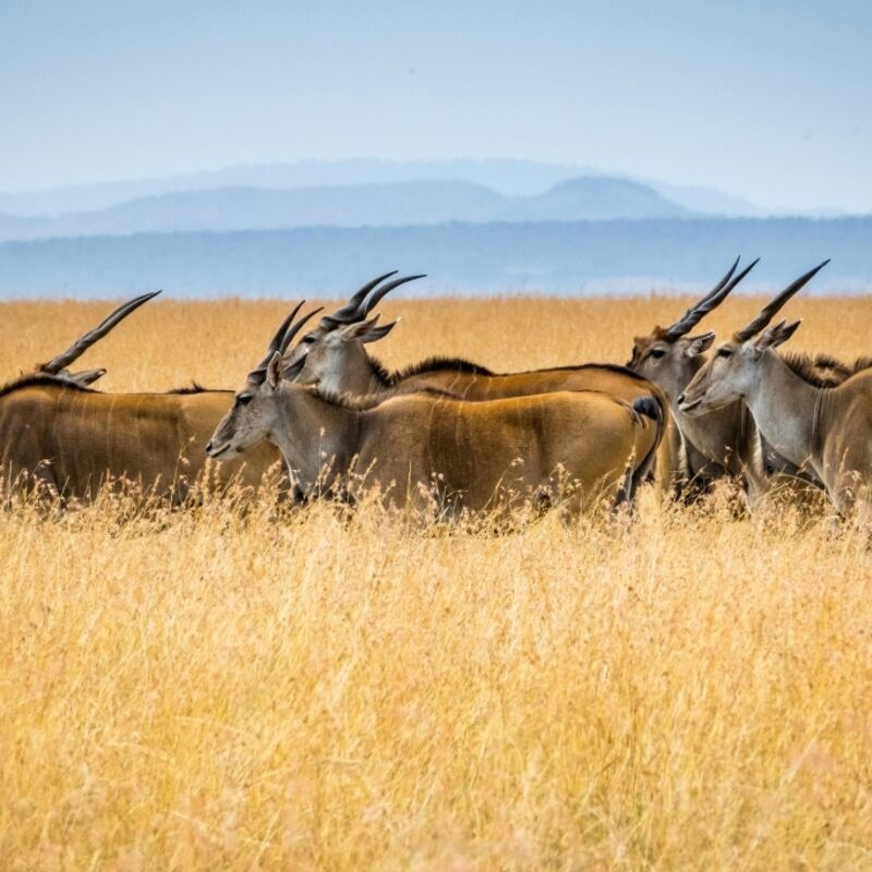 Kenia - Masai Mara National Reserve