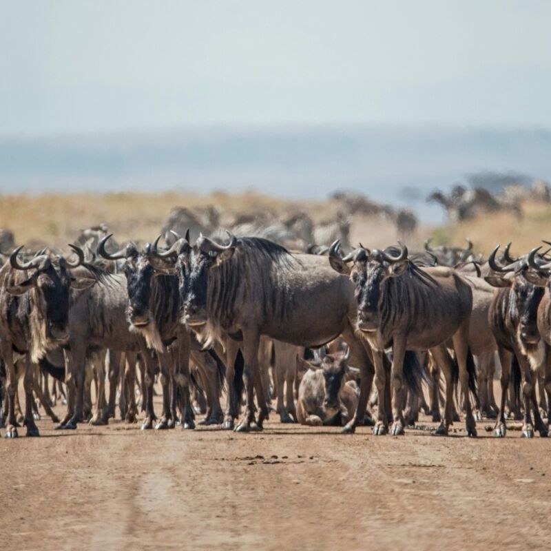 Kenia - Masai Mara National Reserve