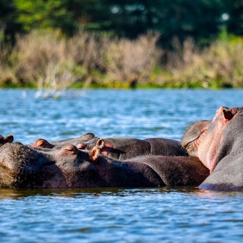 Kenia - Nakuru County