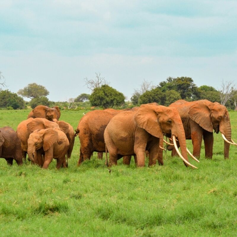 Kenia - Tsavo East National Park