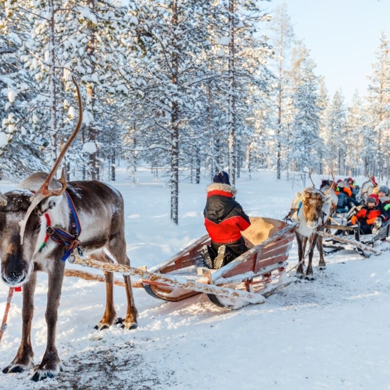 Lapland - Rendier Safari