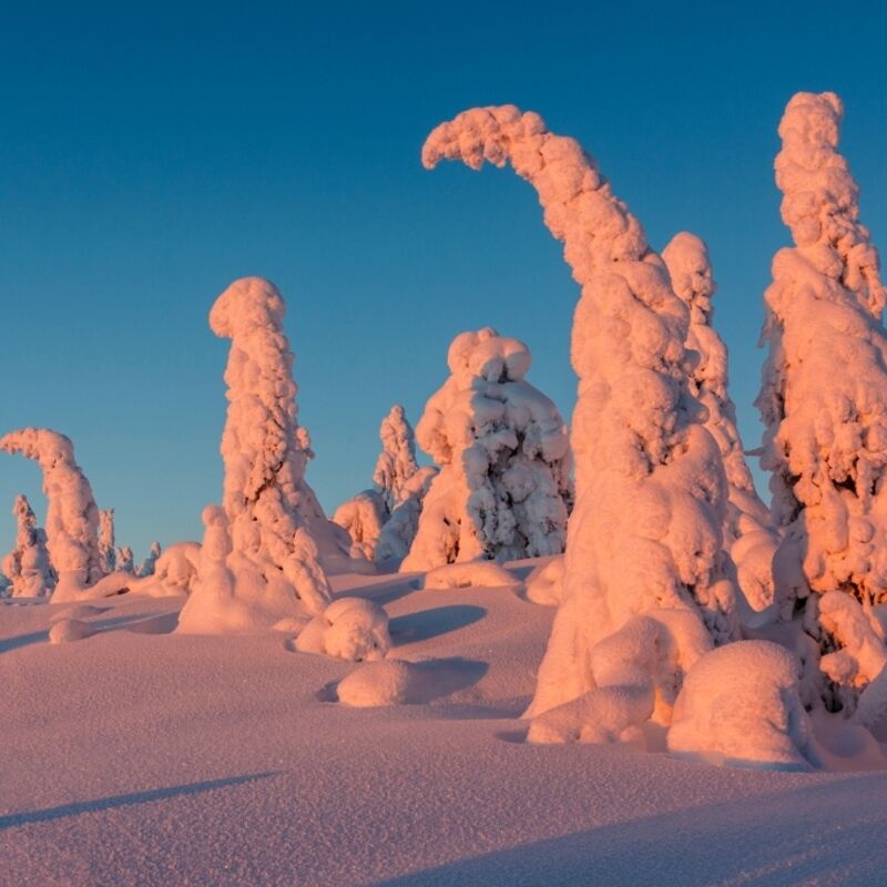 Lapland - Sparren bedekt door sneeuw