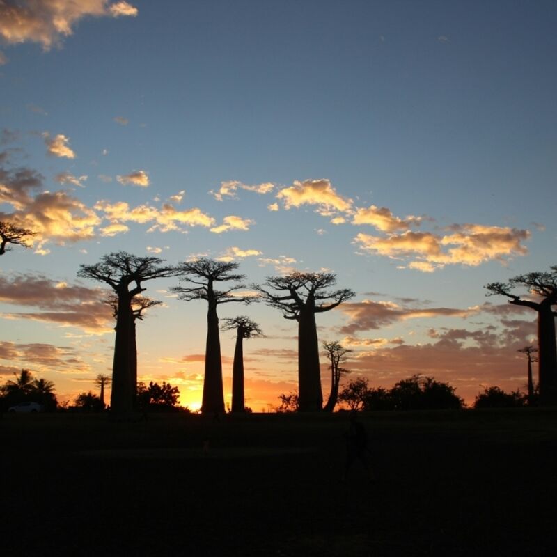 Madagaskar - Morondava - Avenue of the Baobabs