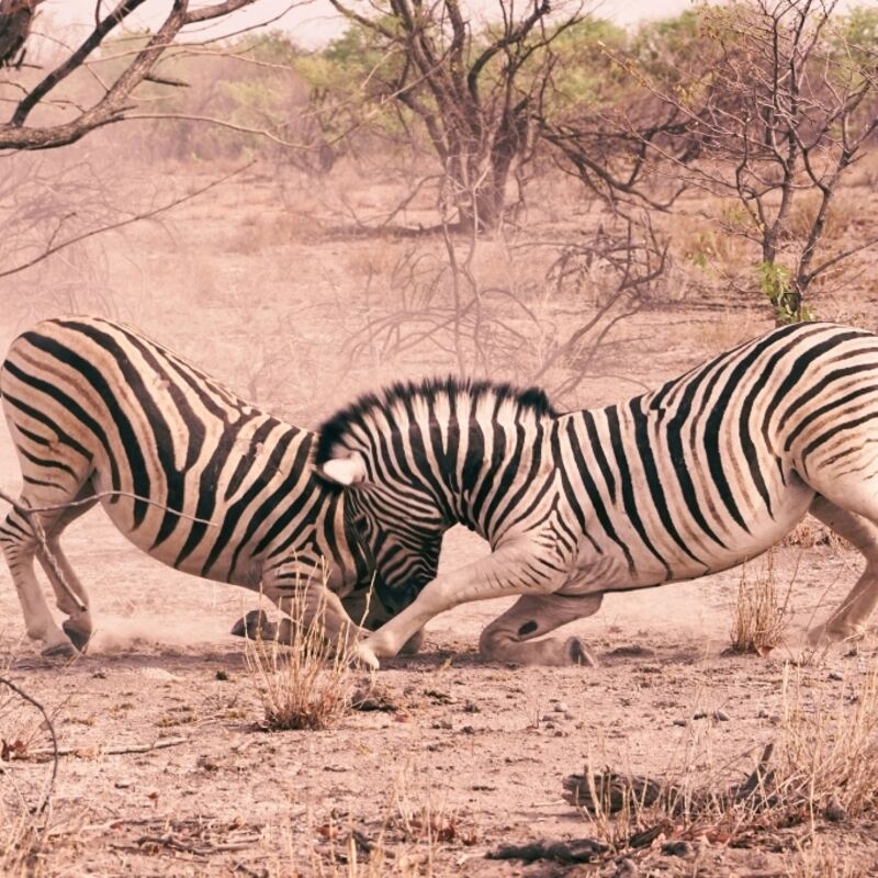 Namibië - Etosha National Park