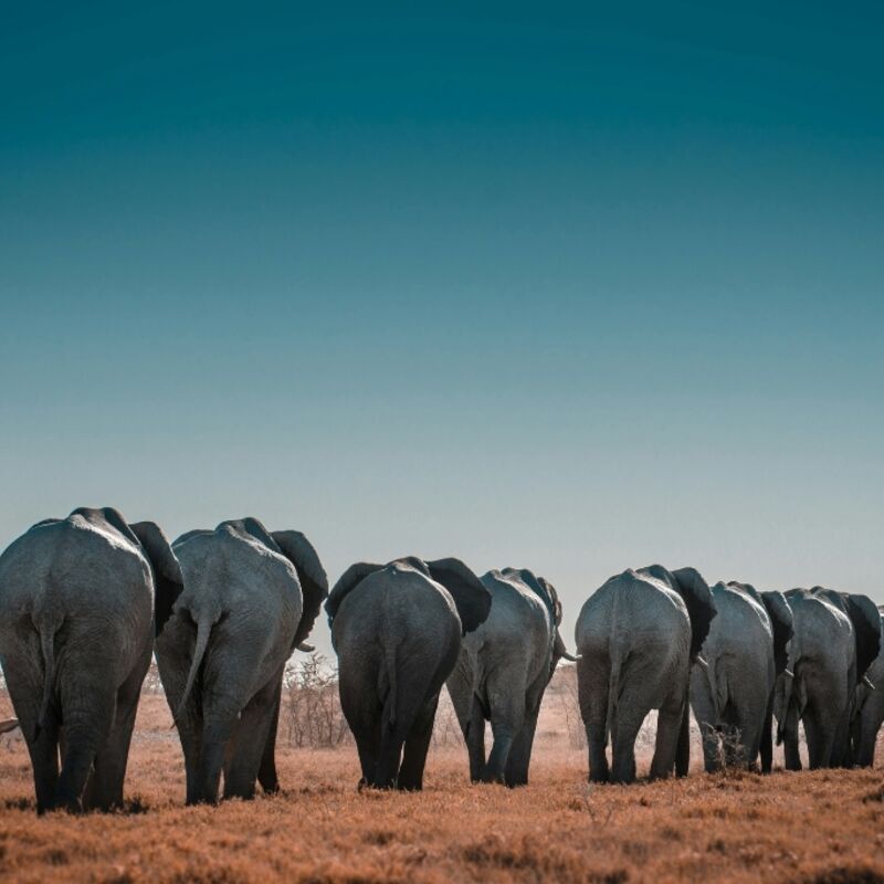 Namibië - Etosha National Park