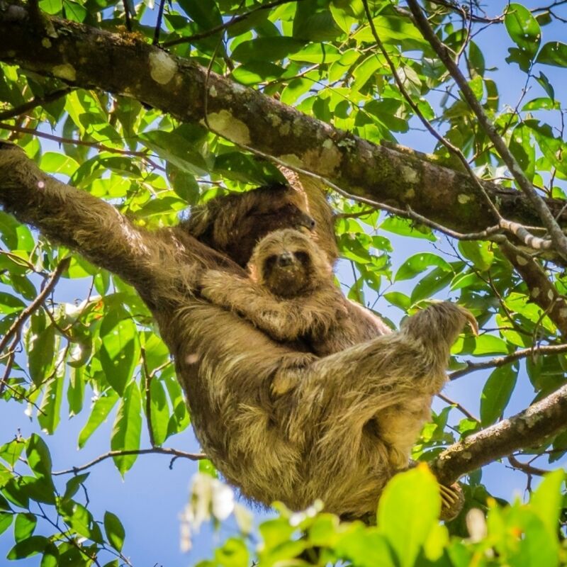 Nicaragua - Matagalpa - La Corona