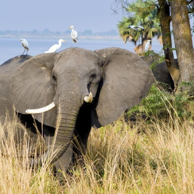 Oeganda - Murchison Falls National Park