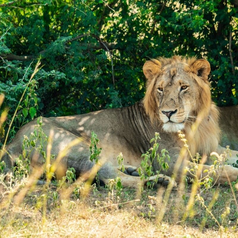 Oeganda - Murchison Falls National Park