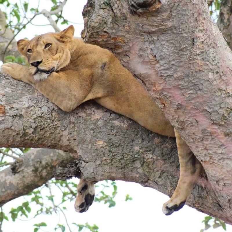 Oeganda - Queen Elisabeth National Park - Ishasha Wilderness Camp