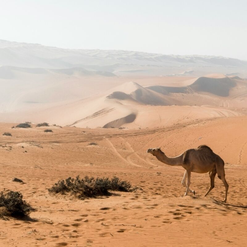 Oman - Wahiba Sands