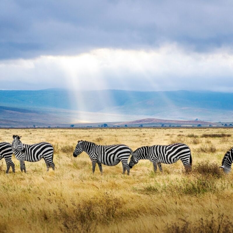 Tanzania - Ngorongoro