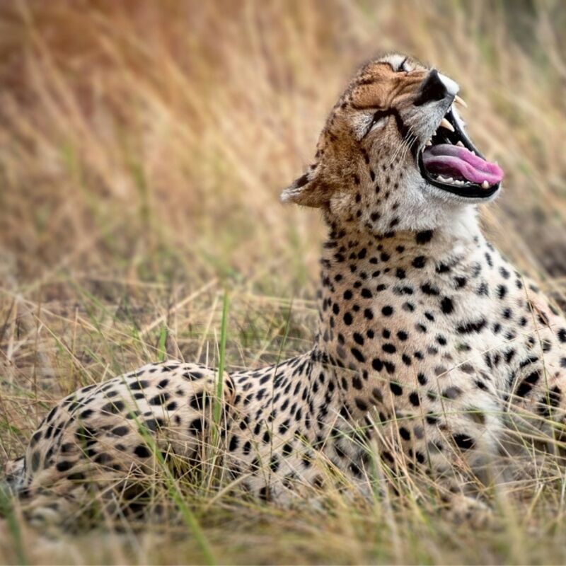 Tanzania - Serengeti National Park