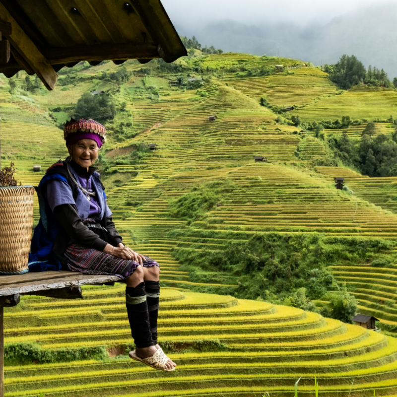 Vietnam - Rijstveld