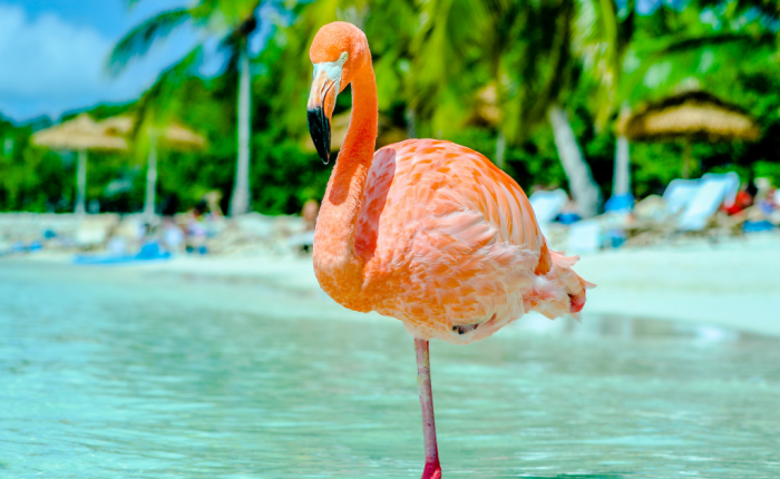 flamingo beach Aruba