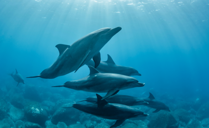 Mauritius - dolfijnen